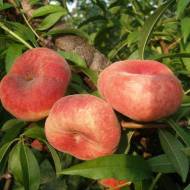 Саджанець Персик інжирний Світ Кап